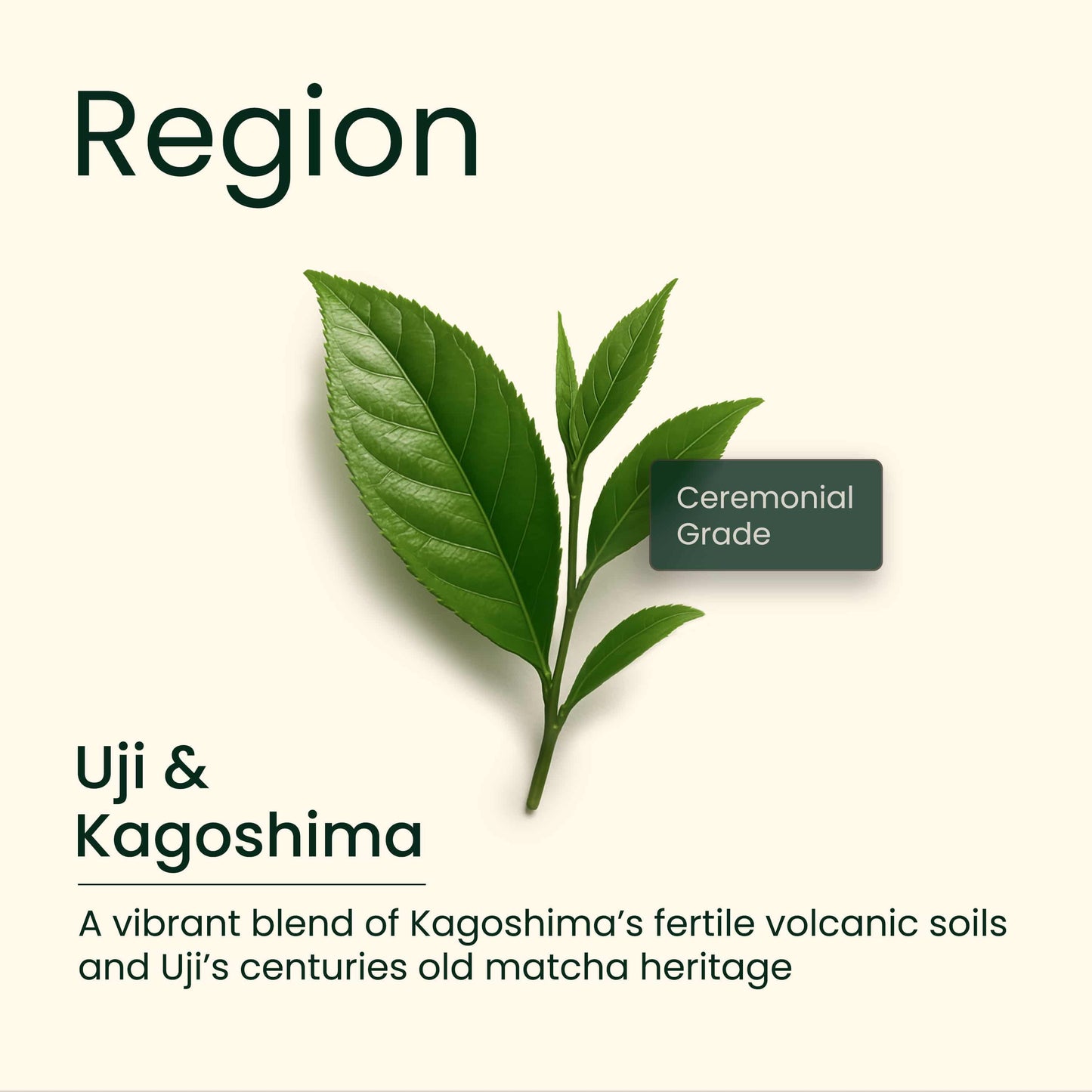 Ceremonial Grade AA Matcha for Barista 250g