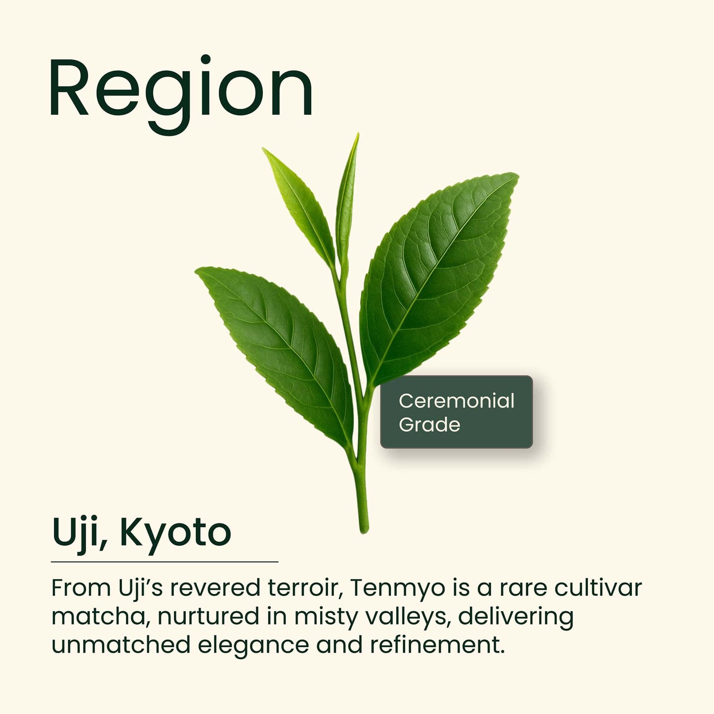 Kyoto Uji Ceremonial Grade Matcha 30g Tenmyo Cultivar Limited Edition